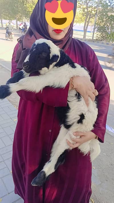 Healthy Dumba for Sale 