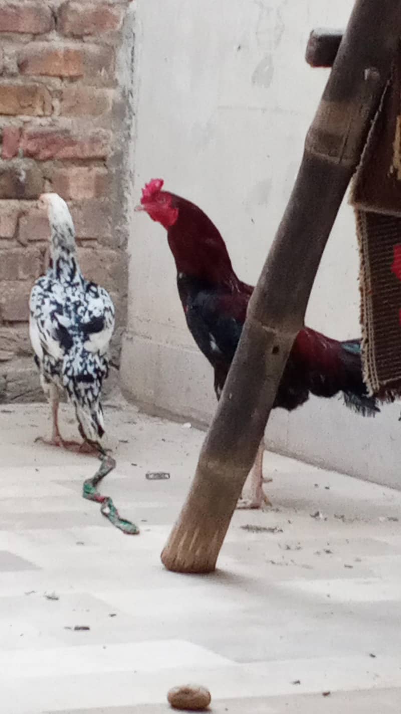 aseel pair 3
