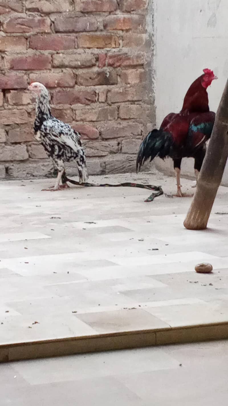 aseel pair 4