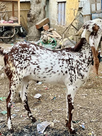Khassi Bakra for Qurbani 2k26
