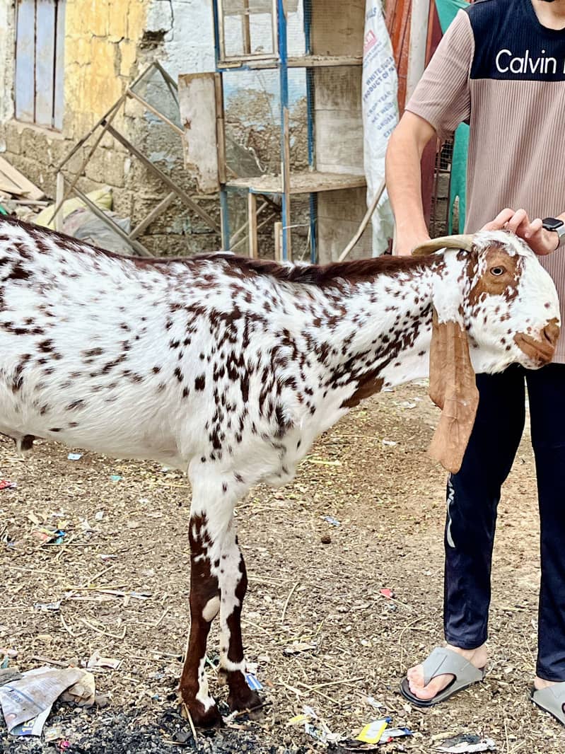 Khassi Bakra for Qurbani 2k26 - Goats - 1114199860