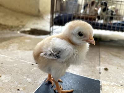 aseel chicks for sale