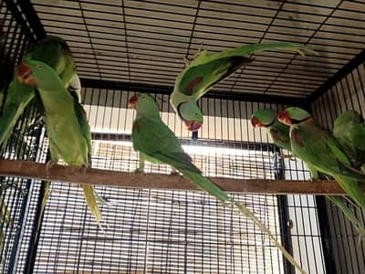 raw parrot pair