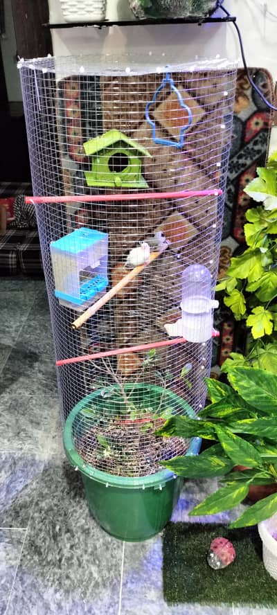 Zebra finches with cage