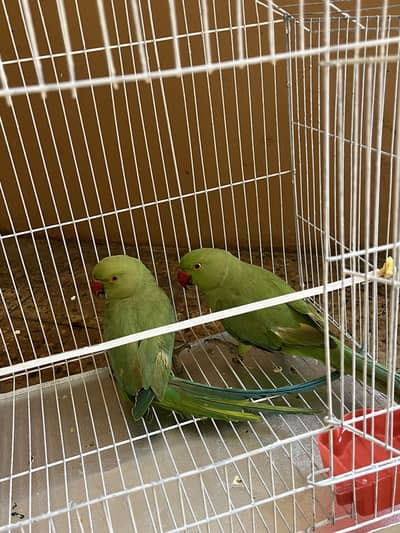 Parrots Green