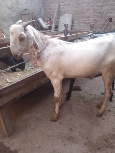 do dant khasi bakre