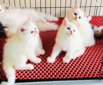 Persian cat for sale my WhatsApp number  03703659905