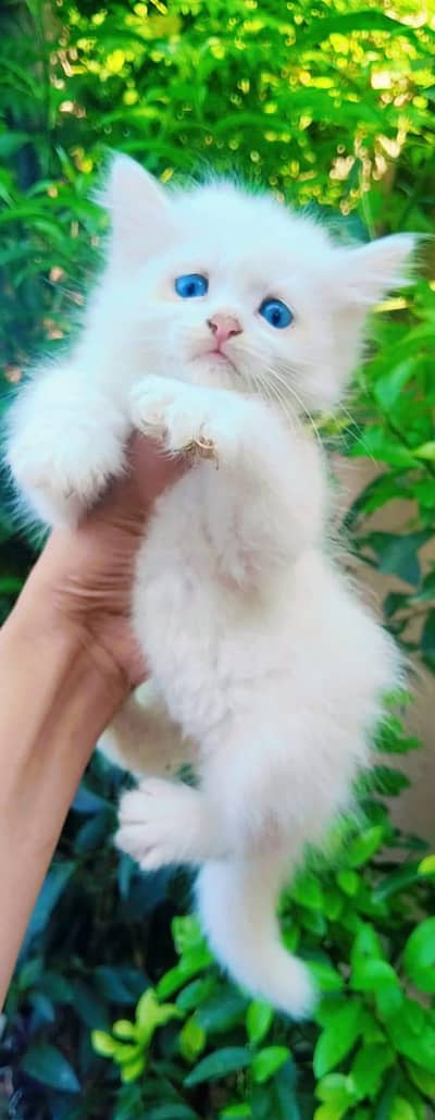 cats available