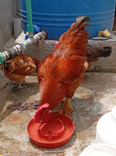 Golden Buff Cochin Male