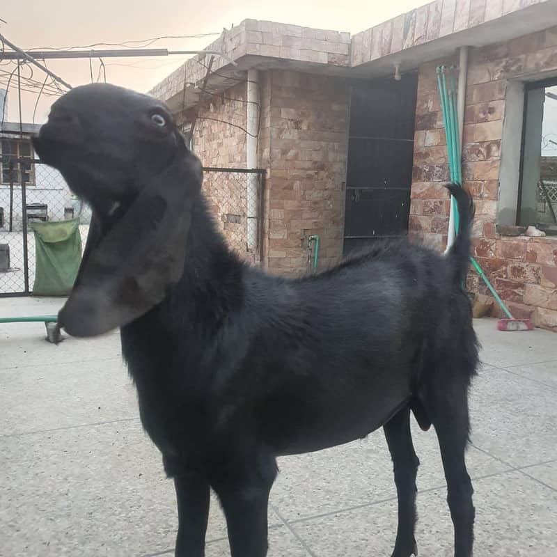 beetaal bakra 0