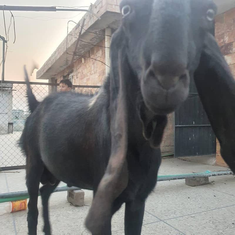 beetaal bakra 1