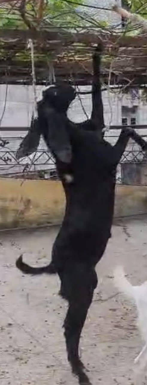 beetaal bakra 2
