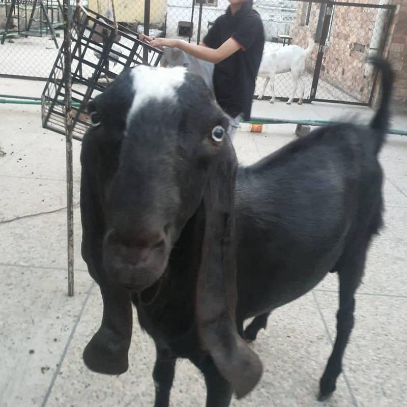 beetaal bakra 3