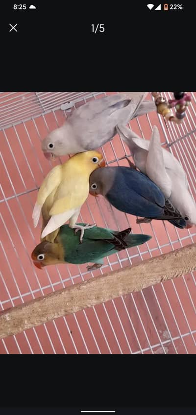 love birds albino red eye, black eye, decino, blue pastel,fisher mix