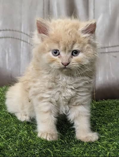Persian cat