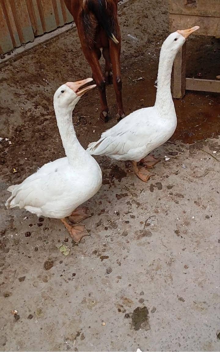 ducks 0