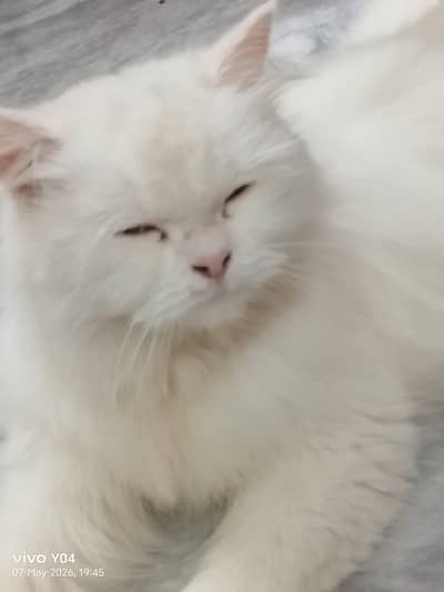 White Persian cat