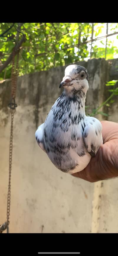 Sialkoti, Lal Pari, Ch Sakhi waly Teddy