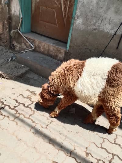 beautiful male sale for qurbani