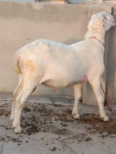 kaka Mundra