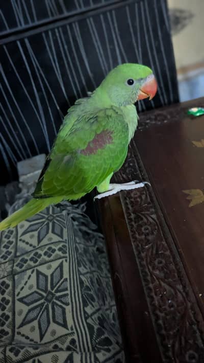 Raw Jumbo size near to self chick