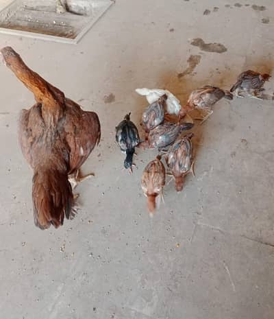 Assel chicks/Aseel Mianwali