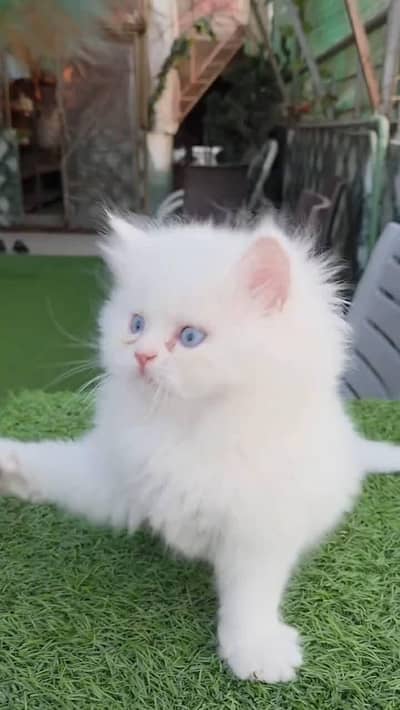 Persian cat for sale my WhatsApp number  03703659905