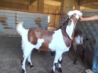 bakre available for Qurbani 2026