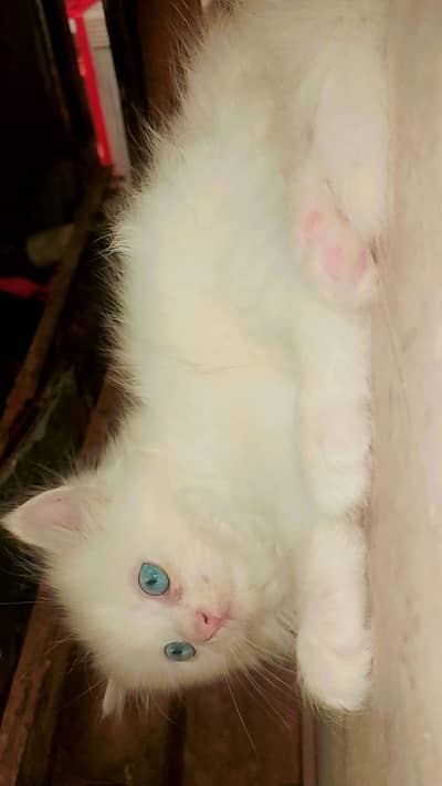 kitten
