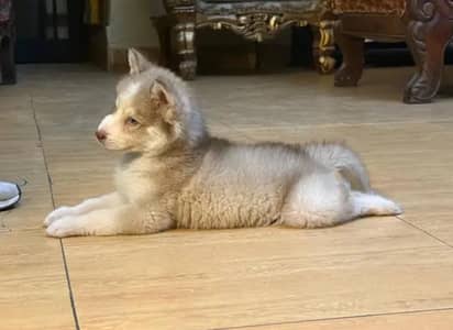 Siberian husky puppies for sale 03244911352