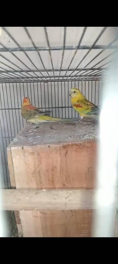 rump parrot for sale