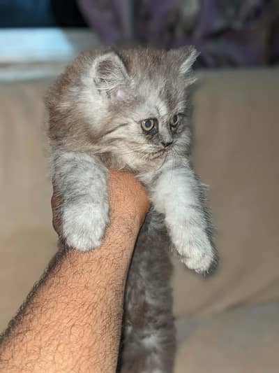 Persian Kittens for Sale