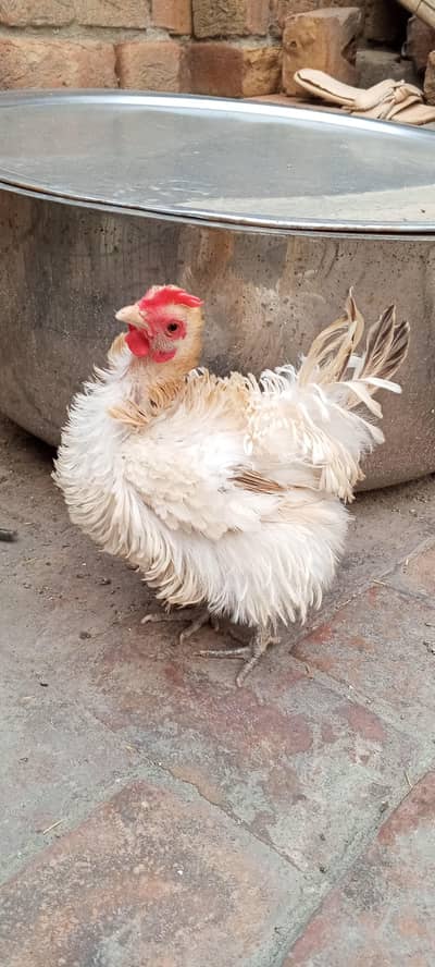 Frizzle bantum English game beautiful hen