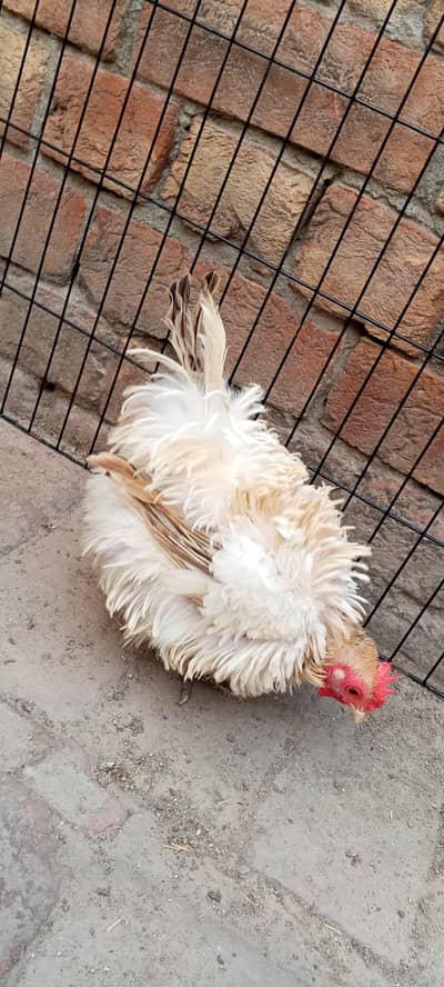 Frizzle bantum English game beautiful hen