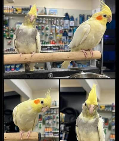 Healthy Cocktails Available-Eno v pied, Eno, Cream, Grey,Pied/On Order
