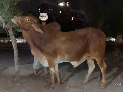(cow)