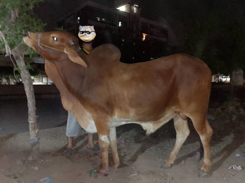 (cow) 0