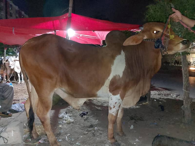 (cow) 1