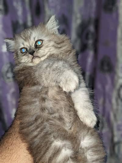 Persian Triple Coated Semi Punch Face Kitten for Sale