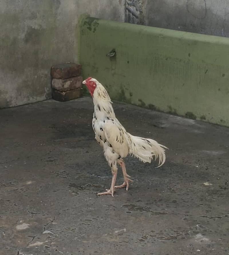 White cheena 1