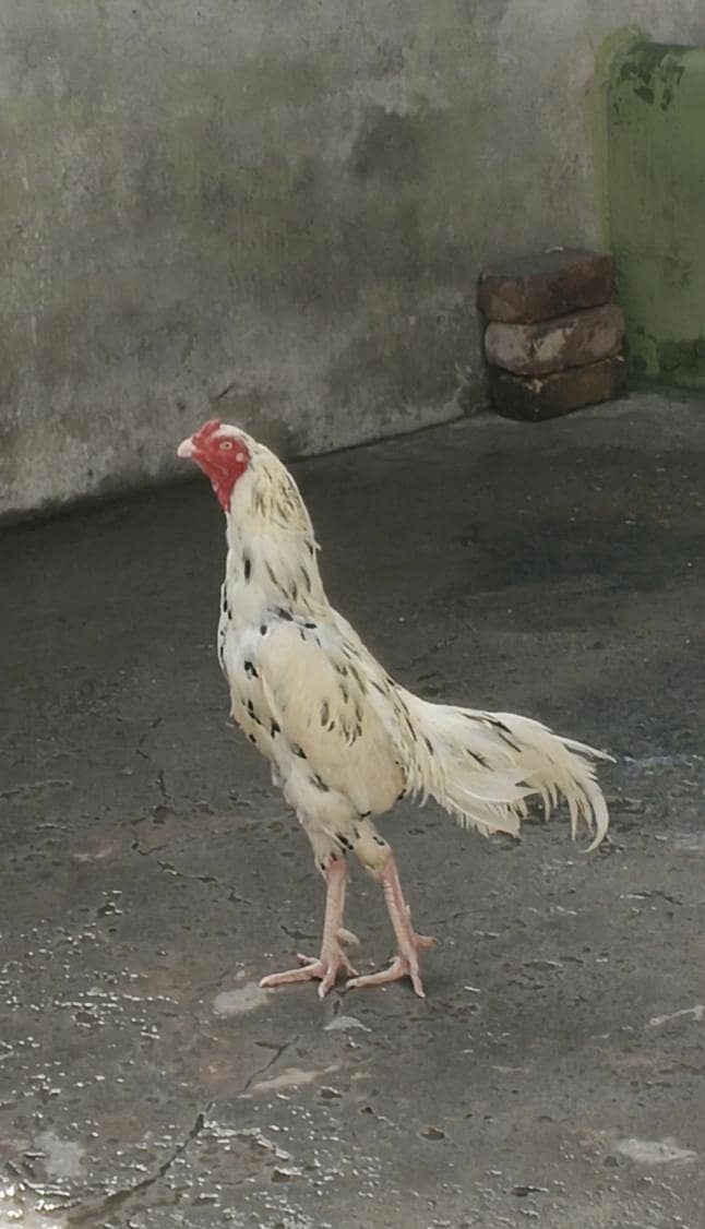 White cheena 2