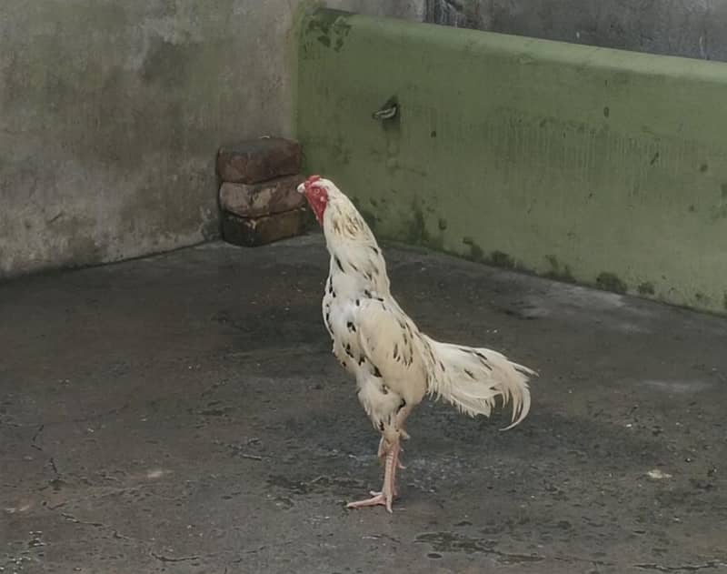 White cheena 6