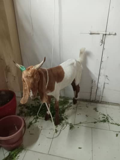 khasi bakra 45k 02 dant whatsapp no. 03212078786