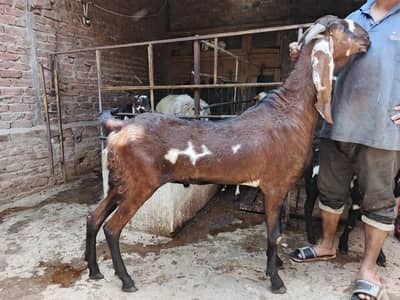 2 VIP bakra for qurbani