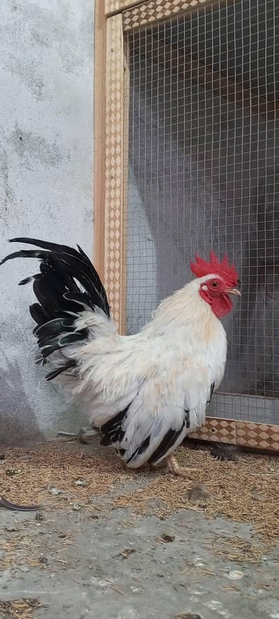 Japanese bantam pair