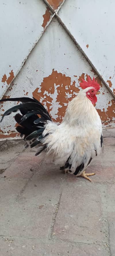 Japanese bantam pair