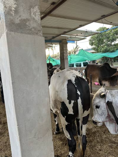 4 dant  Qurbani bachra