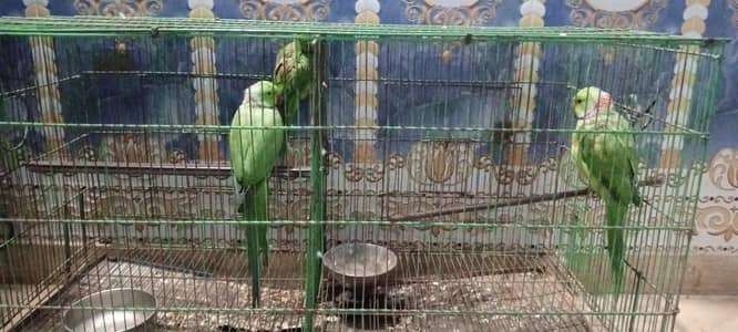 parrot