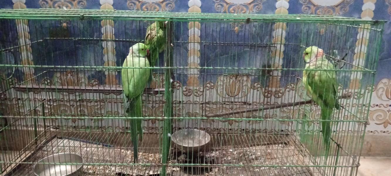 parrot 0