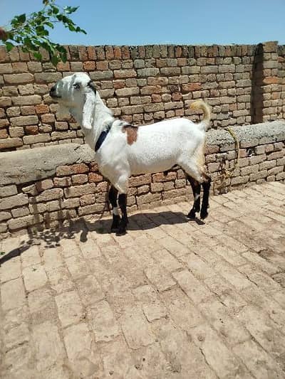 Darhi waly Bakry بکرے